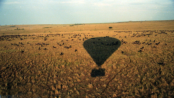1988 Africa wildebeest zebra img280