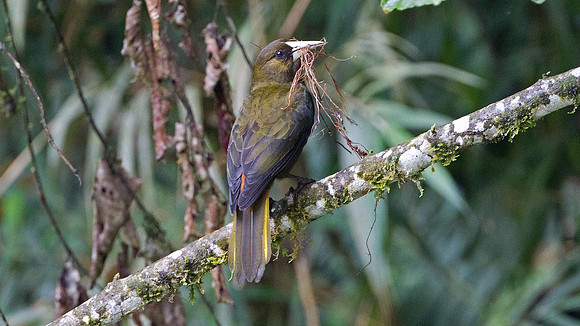 Dusky-green Oropendola (Psarocolius atrovirens)
