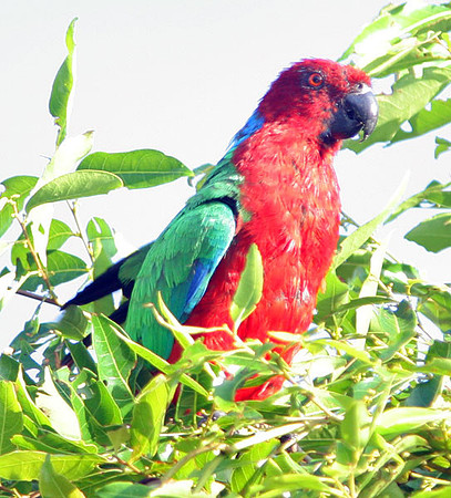 Red Shining Parrot (Prosopeia tabuensis) also known as Maroon Shining-parrot