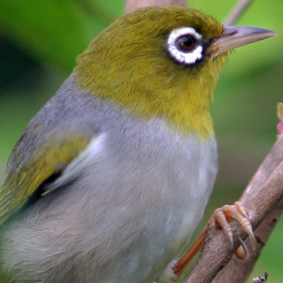 Silvereye (Zosterops lateralis) also known as Wax-eye