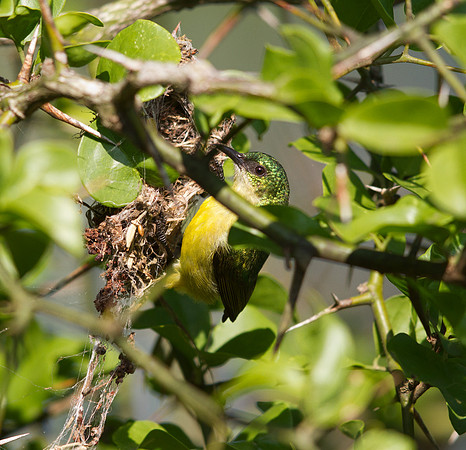 Collared Sunbird, (Hedydipna collaris) female