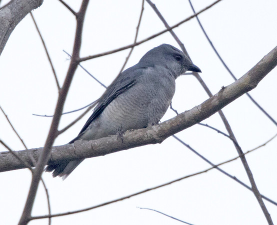 Large cuckooshrike (Coracina macei)