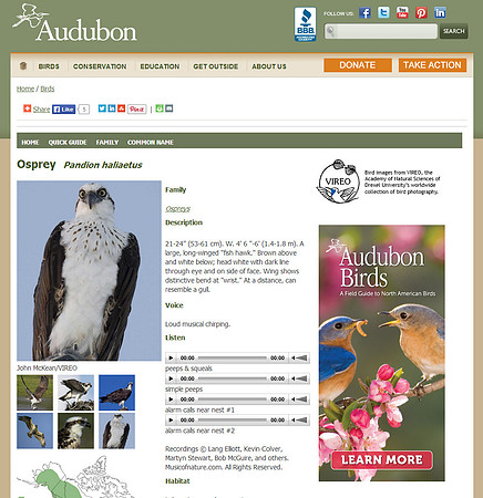 Audubon-Osprey