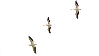 American White Pelican (Pelecanus erythrorhynchos)