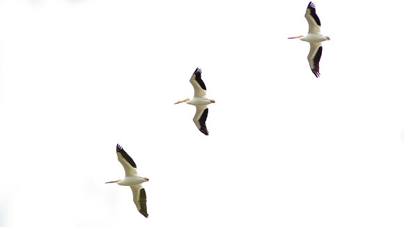 American White Pelican (Pelecanus erythrorhynchos)