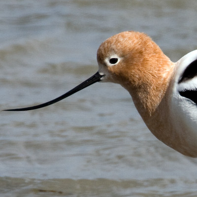 American Avocet (Recurvirostra americana)