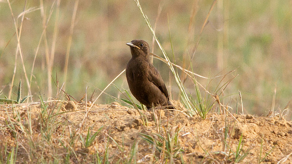 Ant-eating Chat (Myrmecocichla formicivora) Female