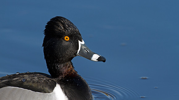Ring-necked Duck (Aythya collaris) male