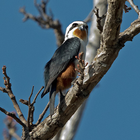Collared falconet (Microhierax caerulescens)
