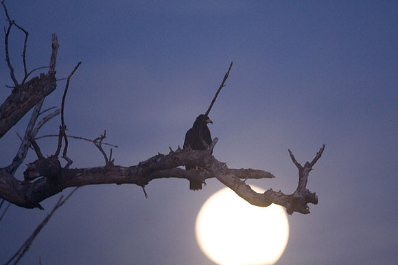 Common Black Hawk (Buteogallus anthracinus)