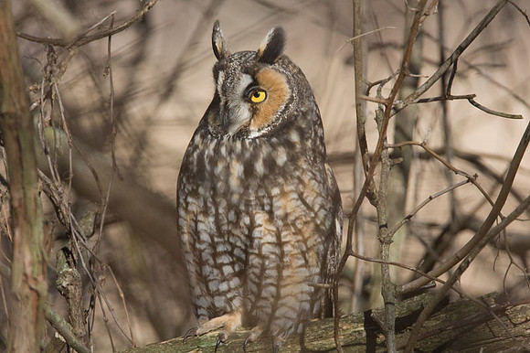 Long-eared Owl (Asio otus)