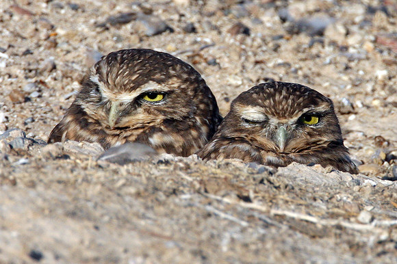 Burrowing Owl (Athene cunicularia)