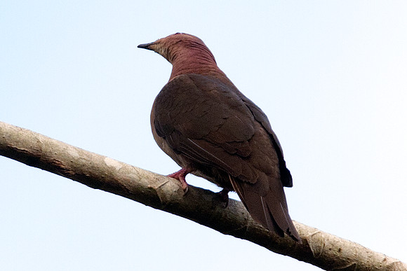 Short-billed Pigeon (Patagioenas nigrirostris)
