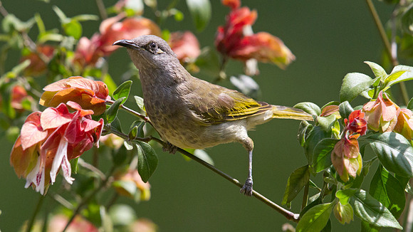 Brown Honeyeater (Lichmera indistincta)