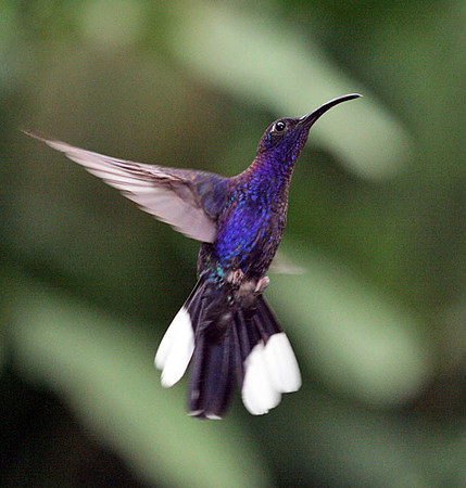 Violet Sabrewing (Campylopterus hemileucurus)