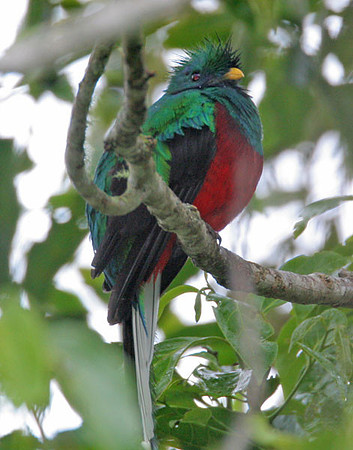 Resplendent Quetzal (Pharomachrus mocinno) male