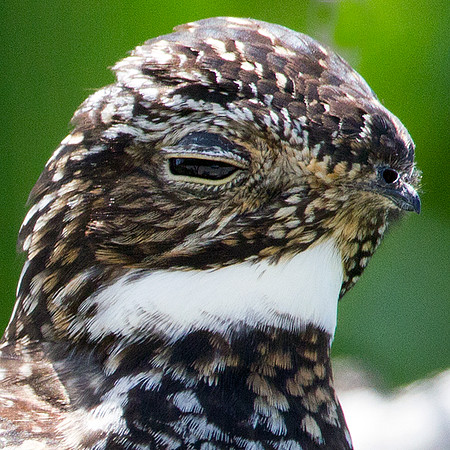 Antillean Nighthawk (Chordeiles gundlachii)
