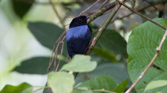 Yungas Manakin (Chiroxiphia boliviana)