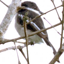 Bar-winged Flycatcher-shrike (Hemipus picatus)