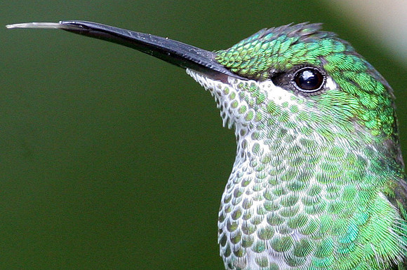 Green-crowned Brilliant (Heliodoxa jacula) female