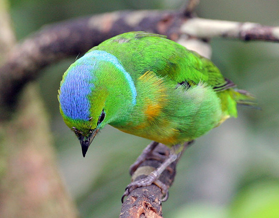 Golden-browed Chlorophonia (Chlorophonia callophrys) female