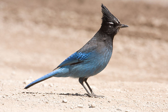 Steller's Jay (Cyanocitta stelleri)