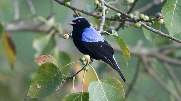 Asian fairy-bluebird (Irena puella) Male