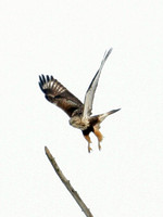 Rough-legged Buzzard (Buteo lagopus) also known as Rough-legged Hawk