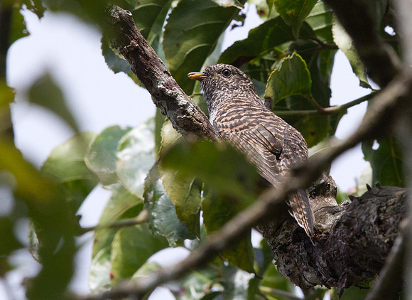 Banded bay cuckoo (Cacomantis sonneratii)