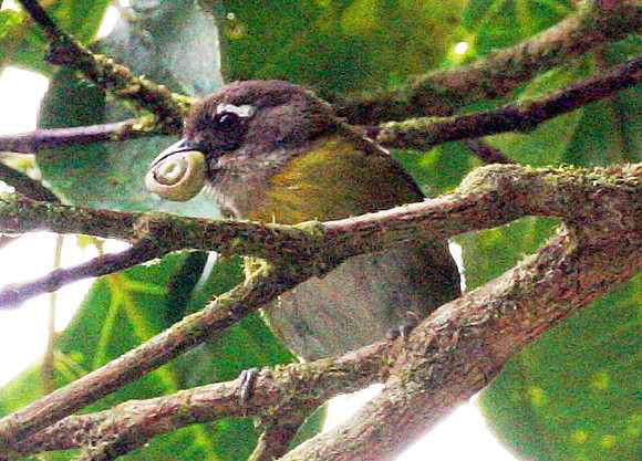 Common Bush-tanager (Chlorospingus ophthalmicus)
