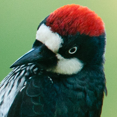 Acorn woodpecker (Melanerpes formicivorus) male