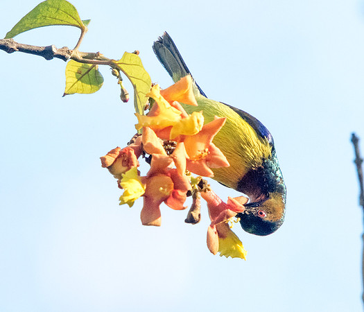 Brown-throated sunbird (Anthreptes malacensis) Male