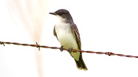 Eastern Kingbird ? (Tyrannus tyrannus)