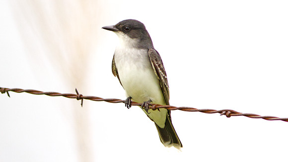 Eastern Kingbird ? (Tyrannus tyrannus)