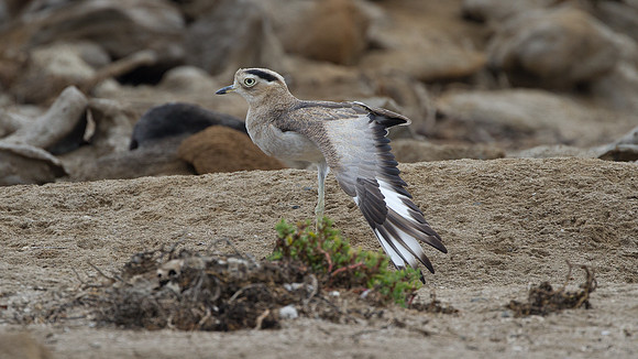 Peruvian Thick-knee (Burhinus superciliaris)