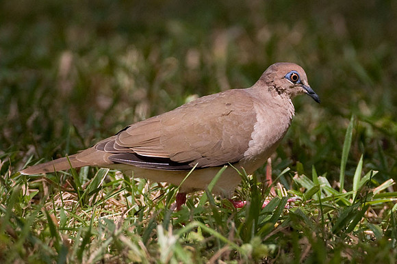 White-tipped Dove (Leptotila verreauxi)