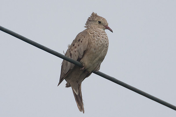 Common Ground Dove (Columbina passerina)