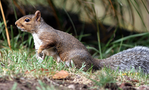 Squirrel2