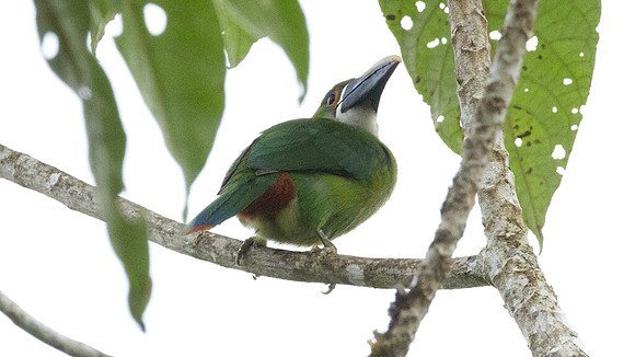 Emerald Toucanet (Aulacorhynchus prasinus)
