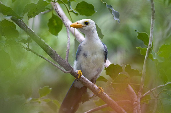 Yucatan Jay (Cyanocorax yucatanicus) juvenile