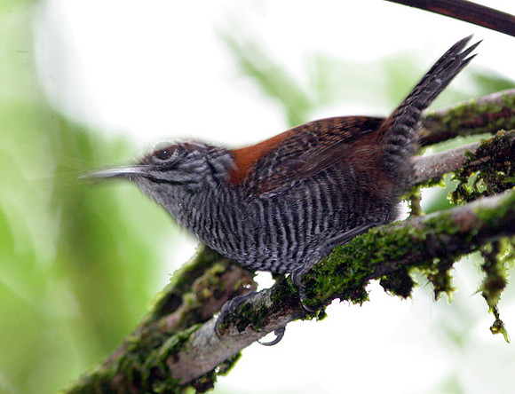 Riverside Wren (Cantorchilus semibadius)