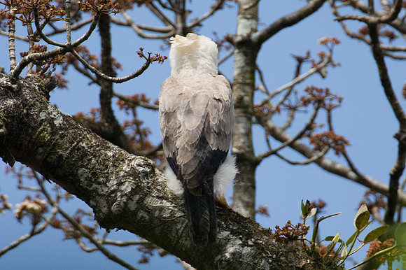 Harpy Eagle (Harpia harpyja) juvenile