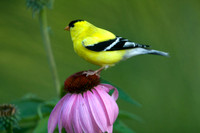 American Goldfinch (Carduelis tristis)