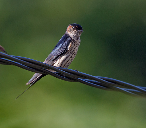 Striated swallow (Cecropis striolata)