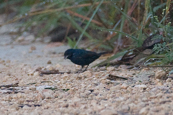 Blue-black Grassquit (Volatinia jacarina)