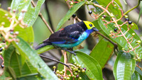 Paradise Tanager (Tangara chilensis)