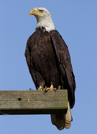 Bald Eagle (Haliaeetus leucocephalus)