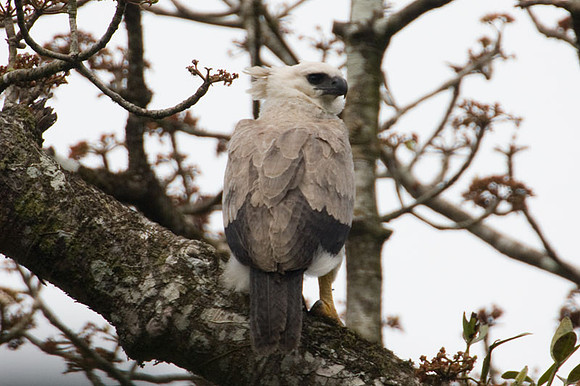 Harpy Eagle (Harpia harpyja) juvenile
