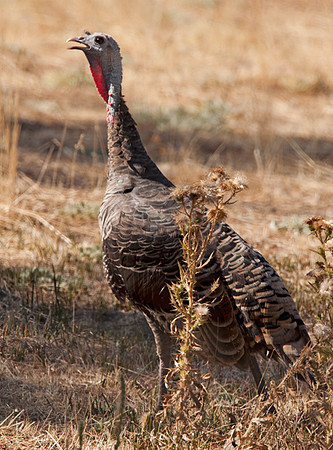 Wild Turkey (Meleagris gallopavo)