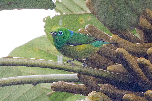 Blue-naped Chlorophonia (Chlorophonia cyanea)